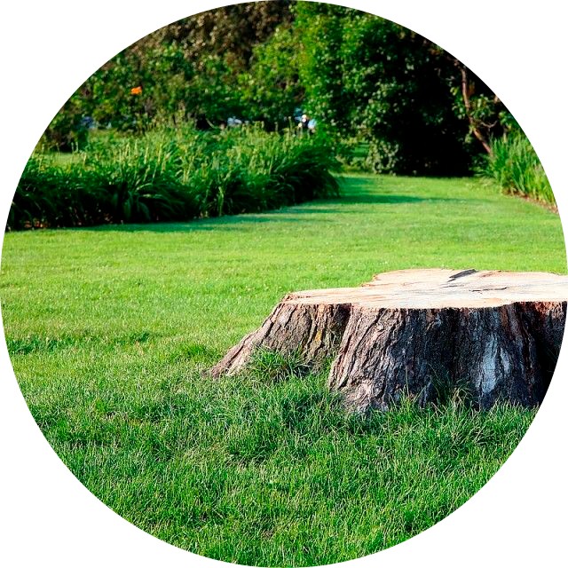 IMAGE2