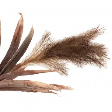 Plumas com Folhas Plumas com Folhas