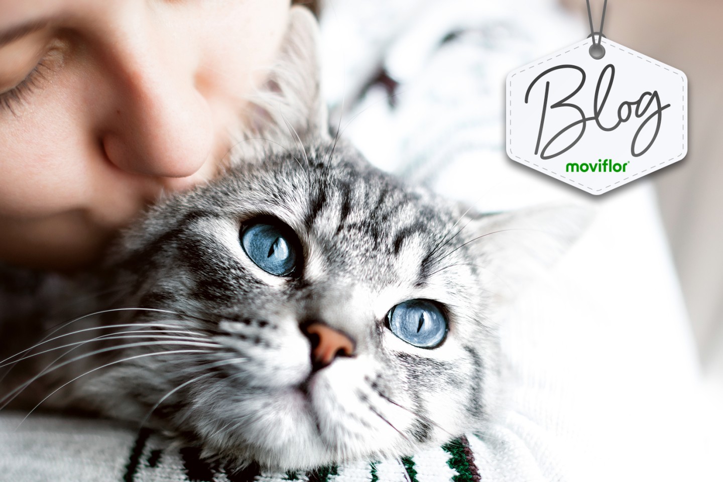 Dia do animal: saiba como preparar a casa para receber um animal de estimação