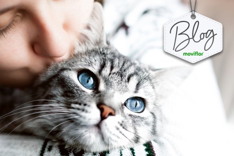 Dia do animal: saiba como preparar a casa para receber um animal de estimação