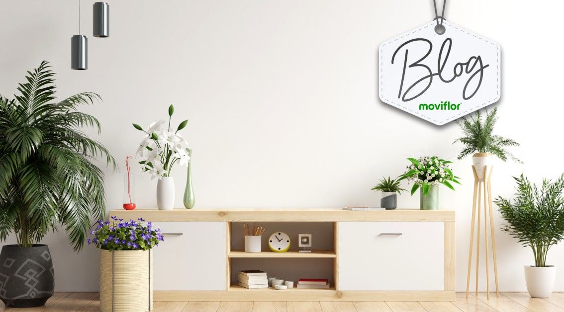 Use e abuse das plantas na decorao da casa:  bonito e saudvel!