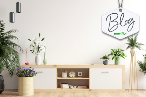 Use e abuse das plantas na decoração da casa: é bonito e saudável!